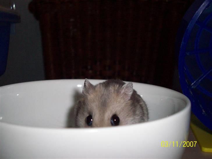 Dværghamster Hephaistion<3  billede 7