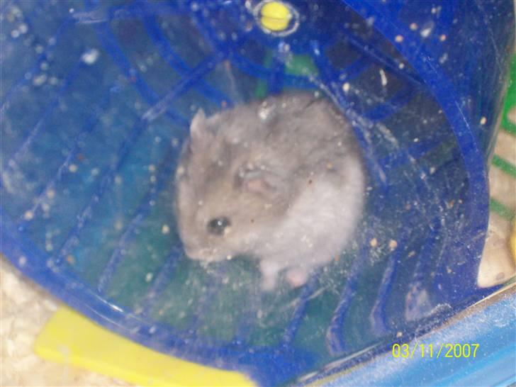 Dværghamster Hephaistion<3  billede 8