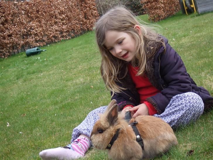 Kanin Candy billede 4