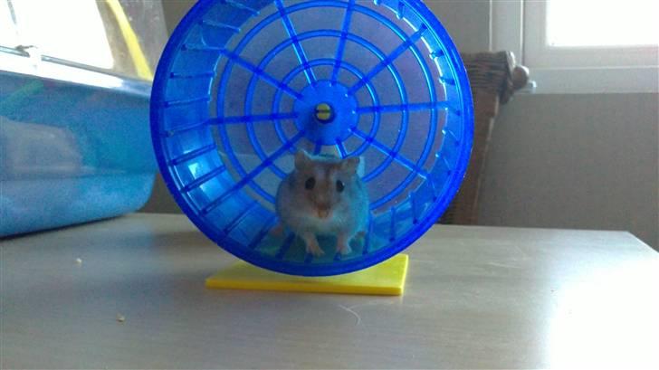 Dværghamster Hephaistion<3  billede 9