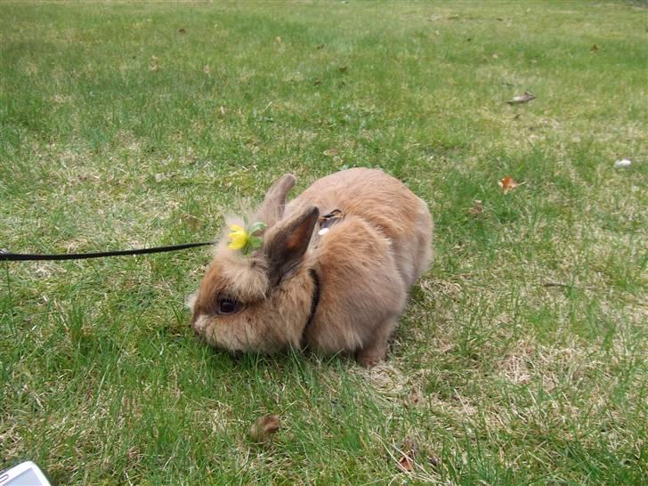 Kanin Candy billede 6