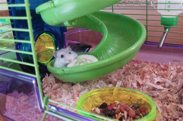 Dværghamster Enzo  billede 1