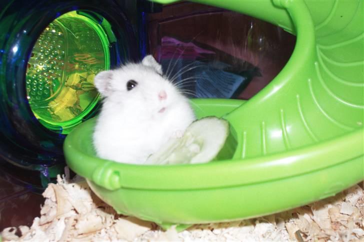 Dværghamster Enzo  billede 2