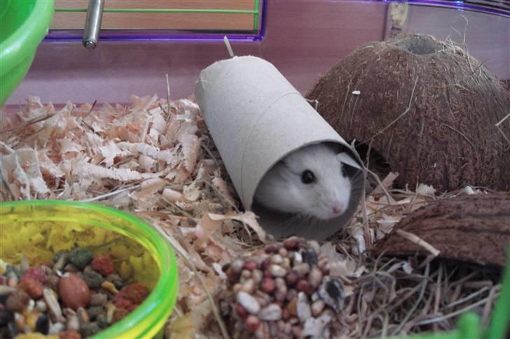 Dværghamster Enzo  billede 3