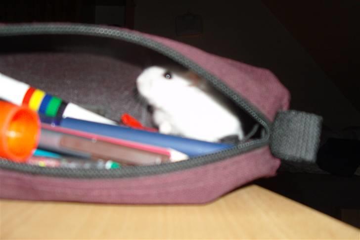 Dværghamster Enzo  billede 4