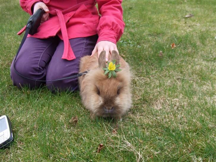 Kanin Candy billede 7