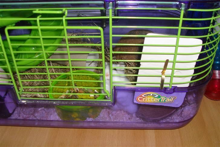 Dværghamster Enzo  billede 5