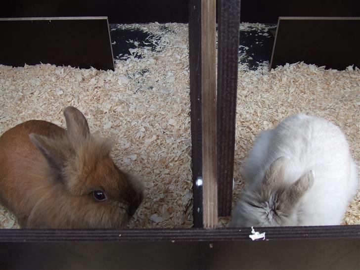 Kanin Candy - candy og lillebroderen bambie billede 9