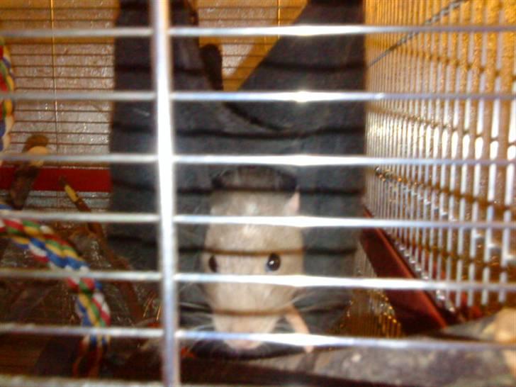 Tamrotte Cirkeline - Cirkeline i hængekøje billede 4