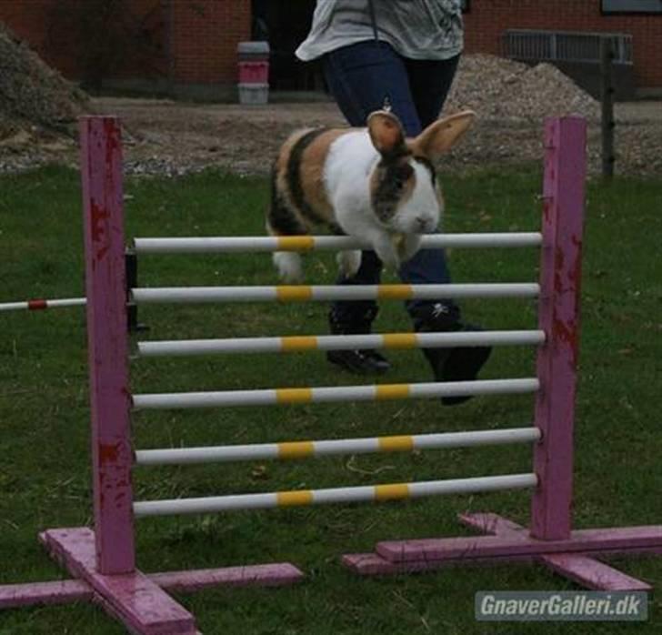 Kanin Beders Tropic Thunder billede 1