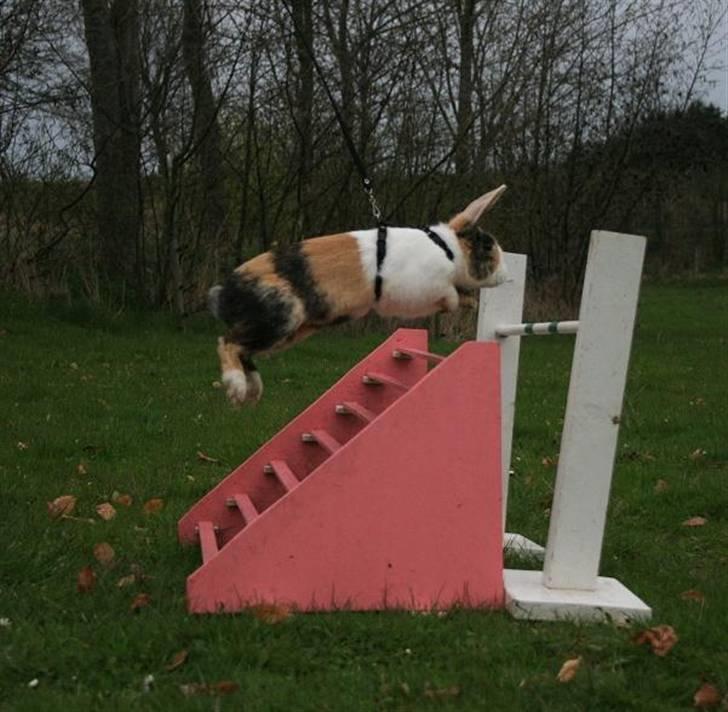 Kanin Beders Tropic Thunder billede 2