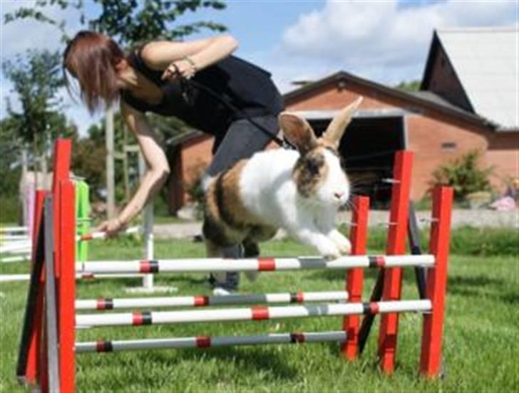 Kanin Beders Tropic Thunder billede 4