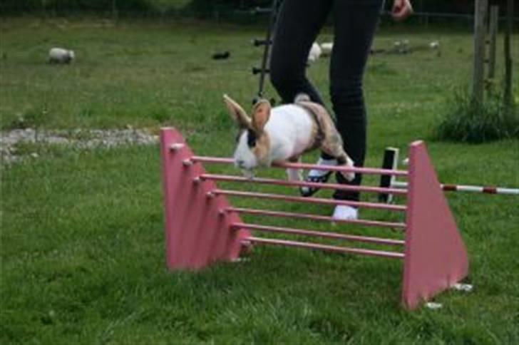 Kanin Beders Tropic Thunder billede 5