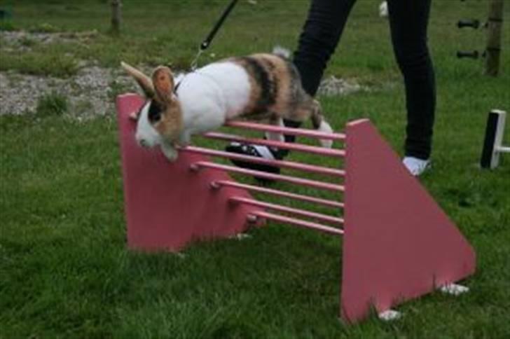 Kanin Beders Tropic Thunder billede 6