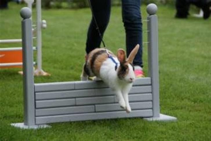 Kanin Beders Tropic Thunder - Stævne i Skanderborg, let lige. billede 9