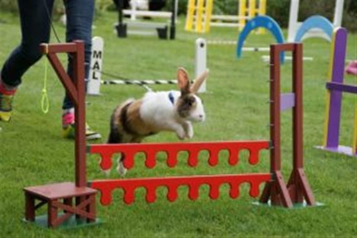 Kanin Beders Tropic Thunder - Stævne i Skanderborg, let lige. billede 10