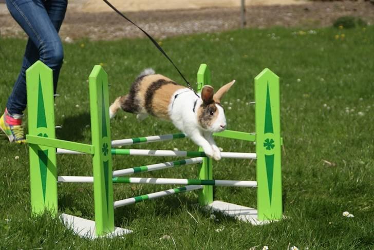 Kanin Beders Tropic Thunder - Stævne i Skanderborg, let lige. billede 11