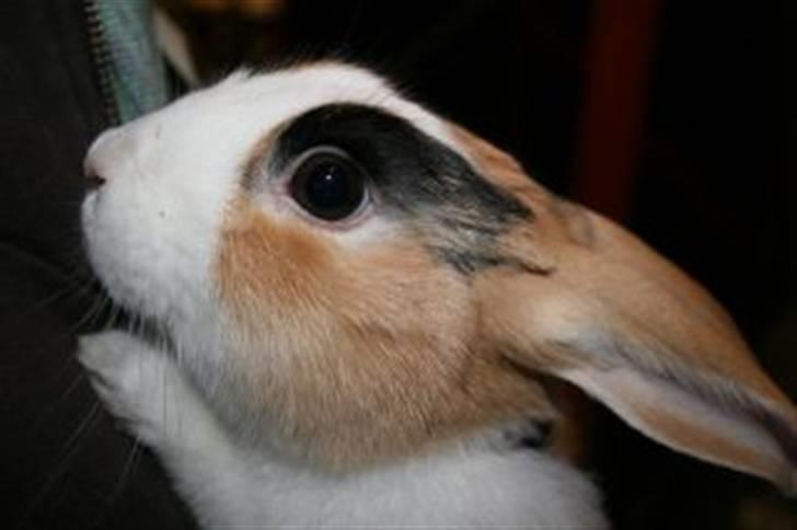 Kanin Beders Tropic Thunder billede 12