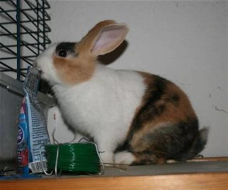 Kanin Beders Tropic Thunder - Her må han være 10 uger gammel. billede 13