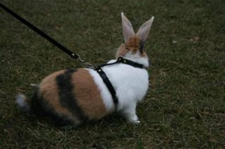 Kanin Beders Tropic Thunder - Til udstilling i børnenes hus 2009. billede 14