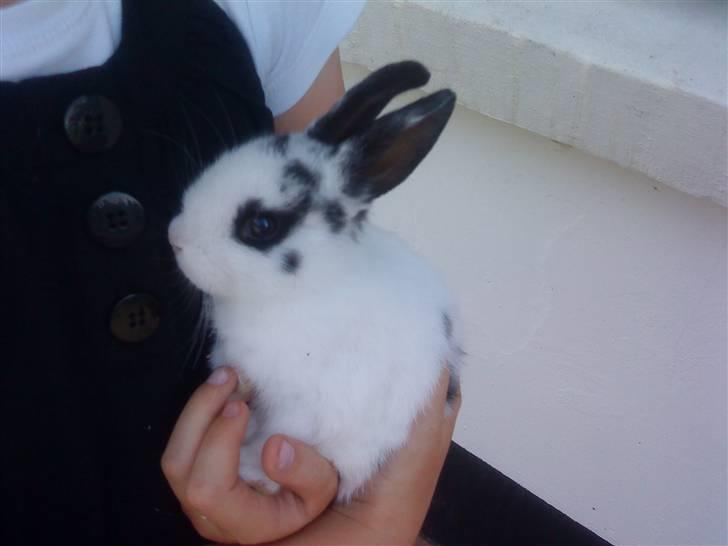 Kanin Ninus (Lillesøsters) - Min lillesøster holder hende da vi var ude og købe hende :) billede 2