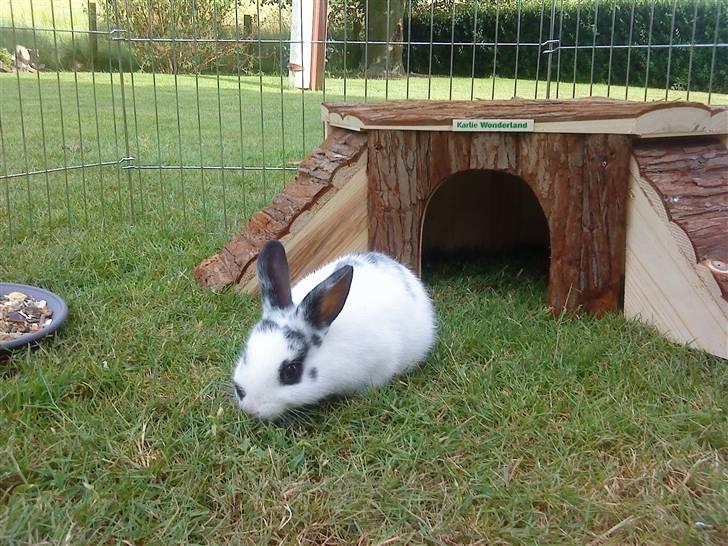 Kanin Ninus (Lillesøsters) - Ninus i græsningsbur :) På billedet er det en af de første gange hun er i løbegården :) billede 3