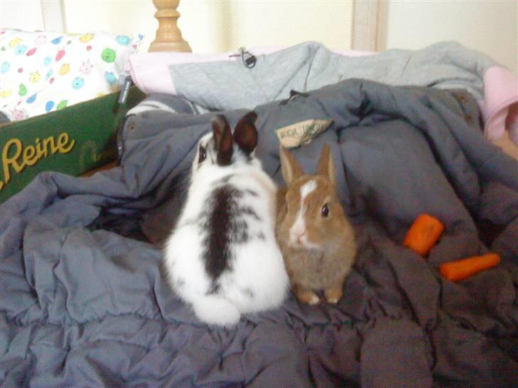 Kanin Ninus (Lillesøsters) - Ninus og Nuggi sidder i min jakke :) billede 5