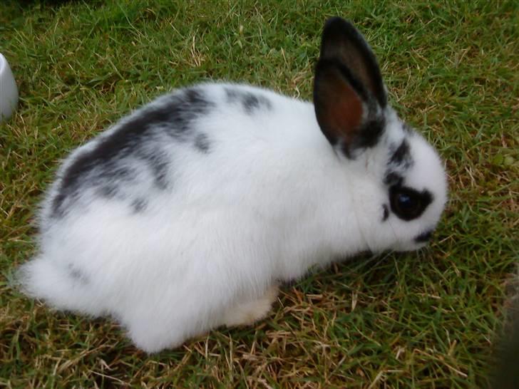 Kanin Ninus (Lillesøsters) - Ninus på græs :) billede 6