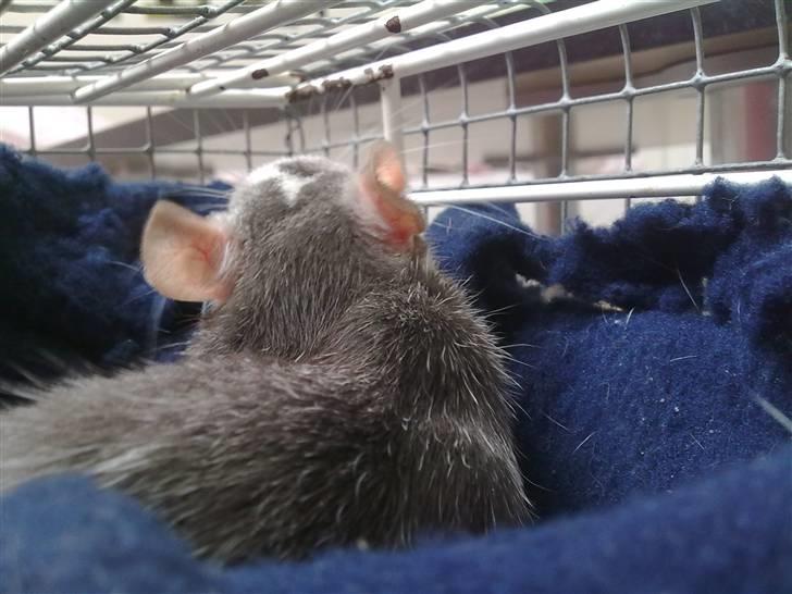 Tamrotte Dalia JUMPER<3<3  - snorke snorke  billede 3