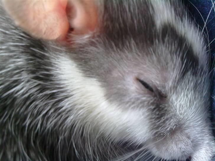 Tamrotte Dalia JUMPER<3<3  billede 4