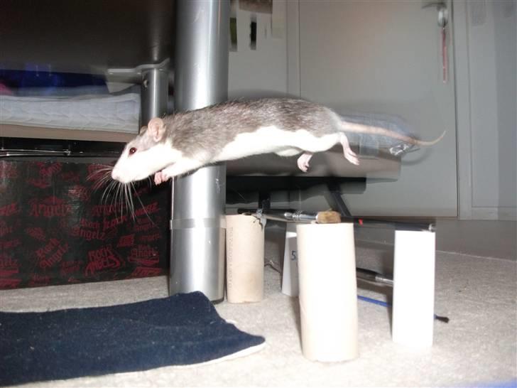 Tamrotte Dalia JUMPER<3<3  billede 5