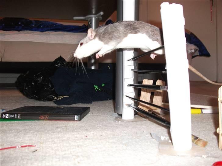 Tamrotte Dalia JUMPER<3<3  billede 6