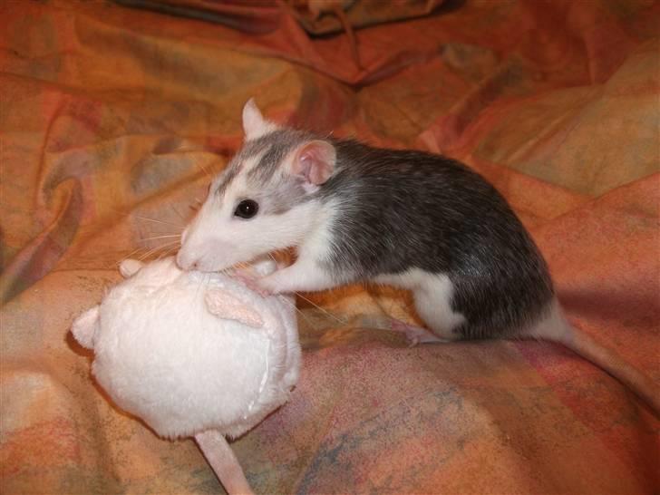 Tamrotte Dalia JUMPER<3<3  billede 7