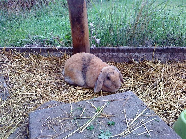 Kanin romle billede 1