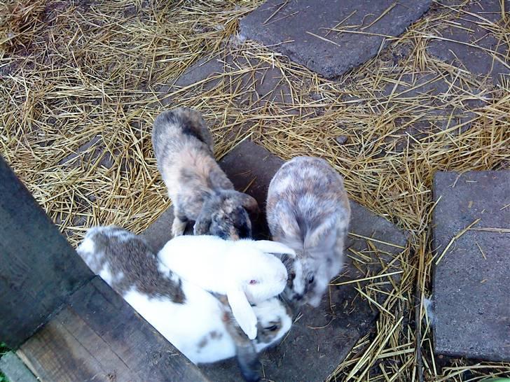 Kanin gabby billede 1