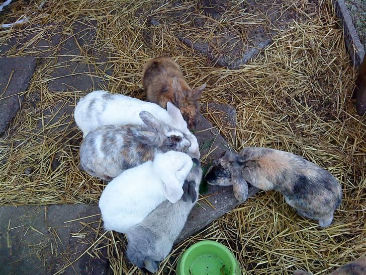 Kanin gabby billede 2