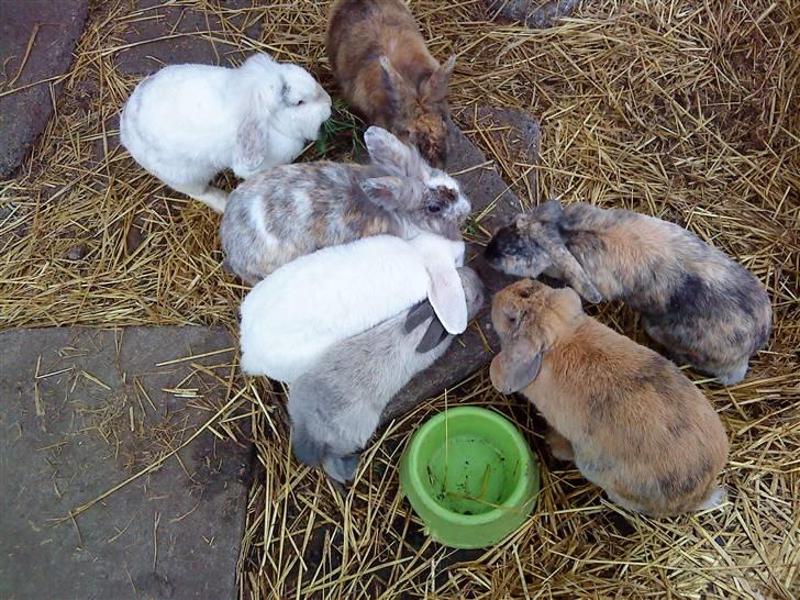 Kanin gabby billede 3