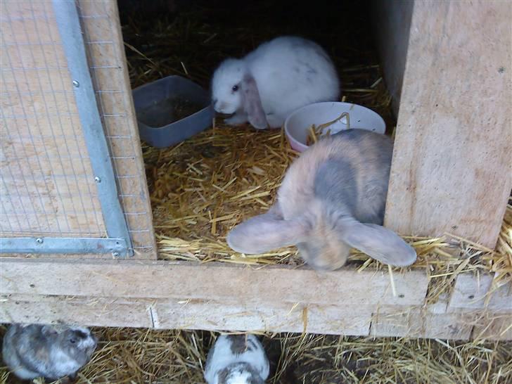 Kanin gabby - hende som lille billede 4