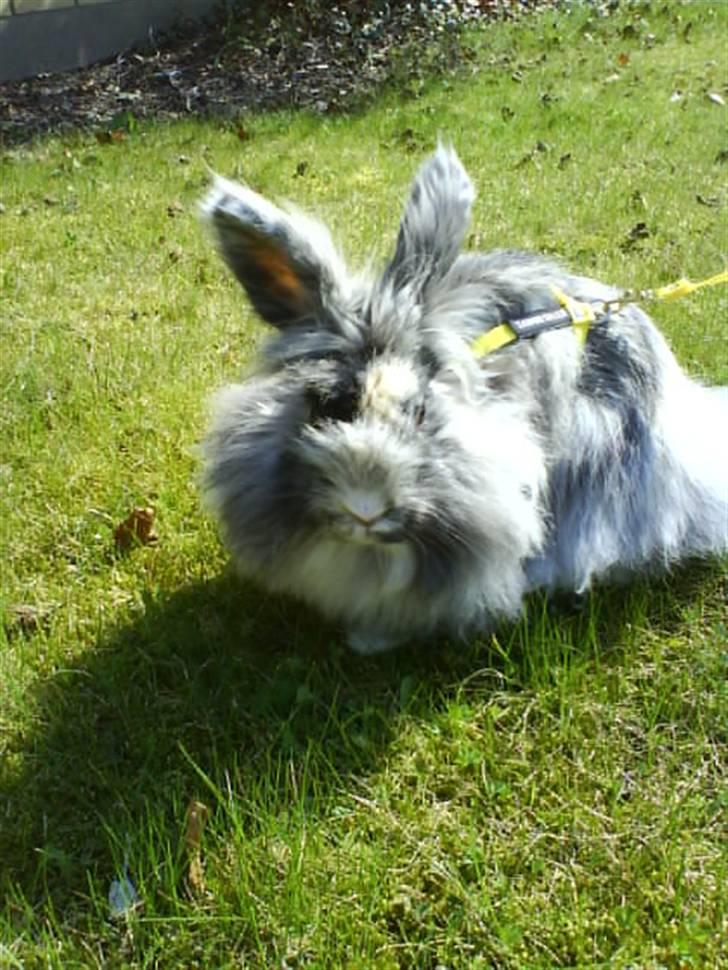 Kanin Holmens Smiley <3 billede 9