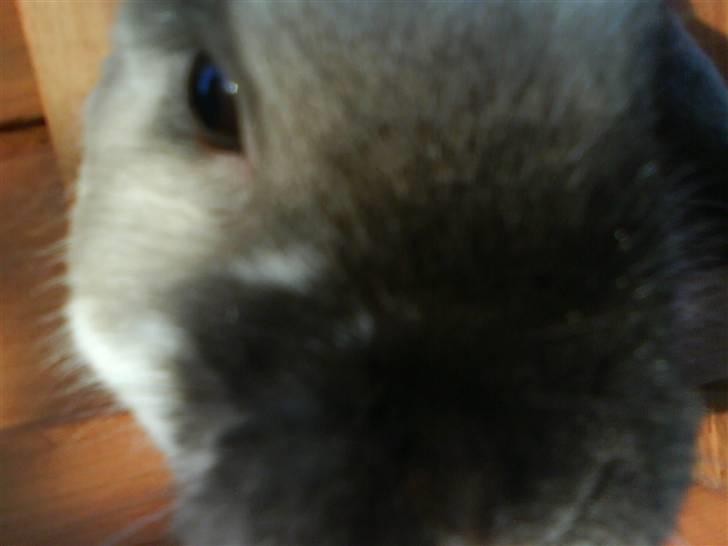 Kanin El Ninõ ! *: { R.I.P :'(  - Hej med dig frække (-;      (Kommentere og giv en bedømmelse (:   - På forhånd, tak) billede 1