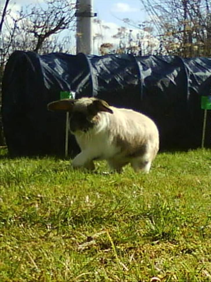 Kanin El Ninõ ! *: { R.I.P :'(  billede 2