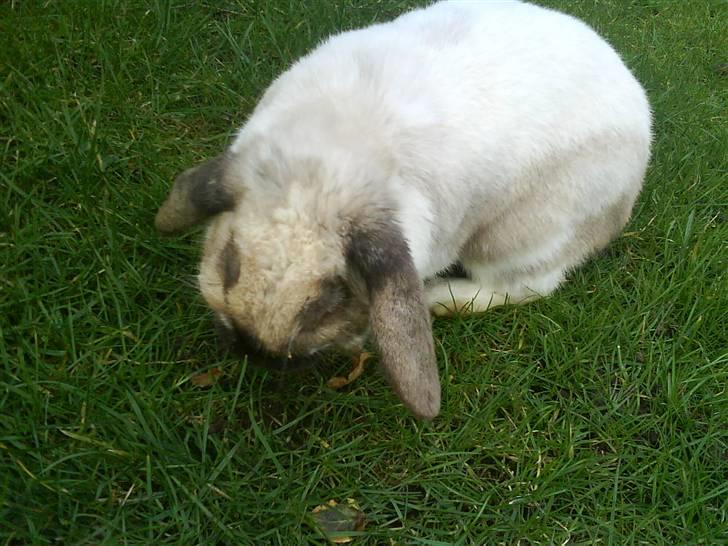 Kanin El Ninõ ! *: { R.I.P :'(  billede 3