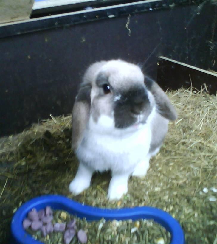 Kanin El Ninõ ! *: { R.I.P :'(  billede 4