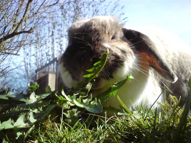 Kanin El Ninõ ! *: { R.I.P :'(  billede 5