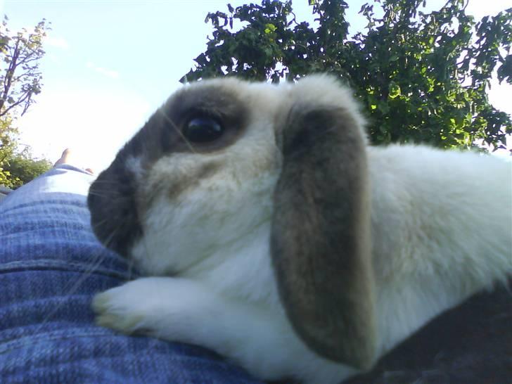 Kanin El Ninõ ! *: { R.I.P :'(  billede 7