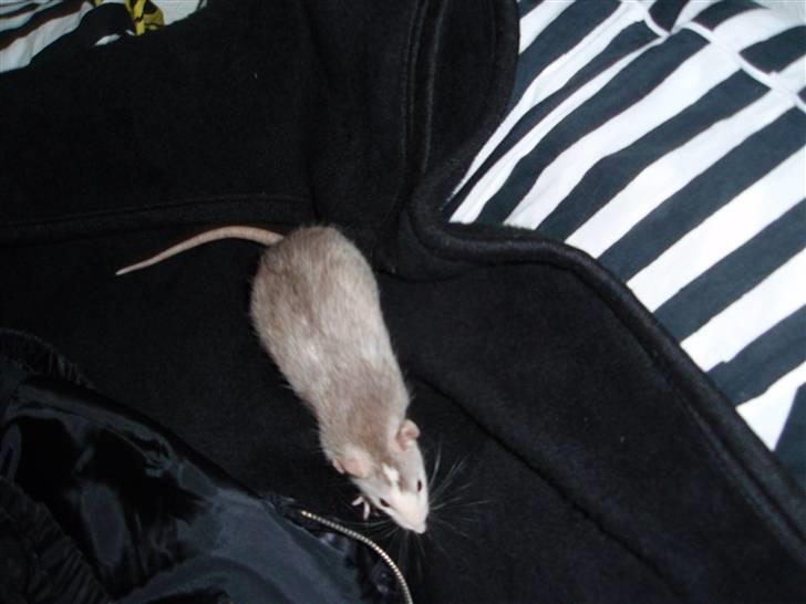 Tamrotte Coco - Coco på min seng billede 1