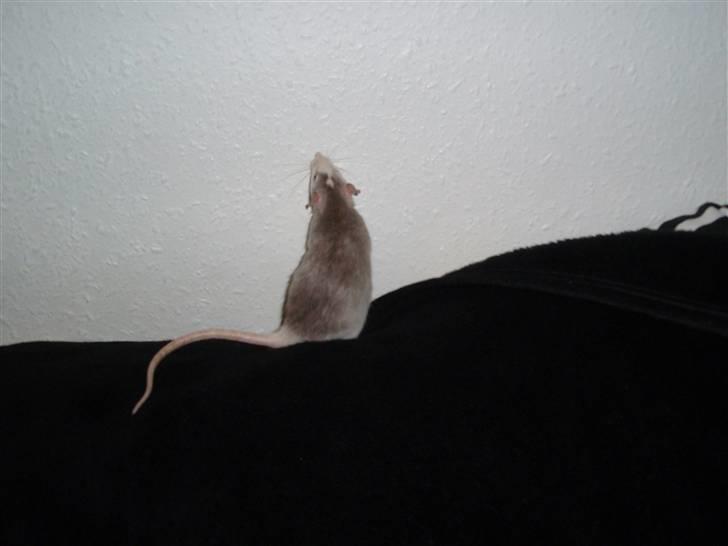 Tamrotte Coco - Coco på min seng. billede 2