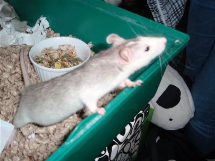 Tamrotte Coco - Coco i buret billede 3