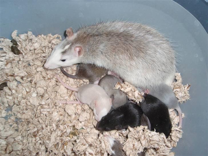 Tamrotte Coco - Coco oven på ungerne billede 4