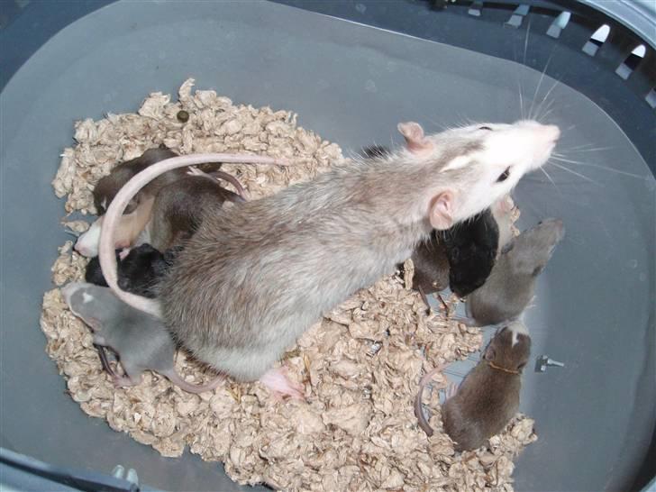 Tamrotte Coco - coco + ungerne billede 5